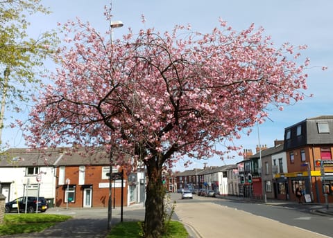 Neighbourhood, Garden, Street view, Location