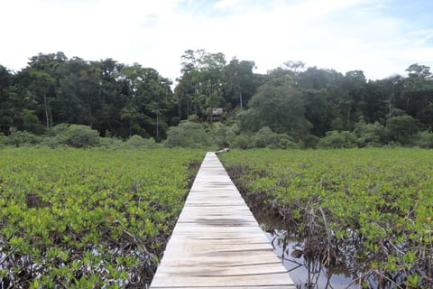Konsenda Bocas del Toro Nature lodge in Bocas del Toro Province