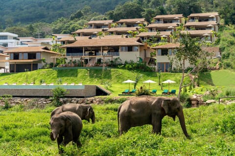 Wild Cottages Elephant Sanctuary Resort Hotel in Ko Samui