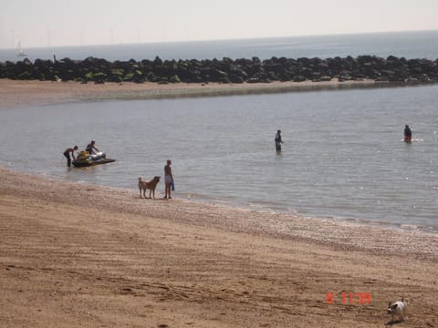 Summer, Beach, Pets