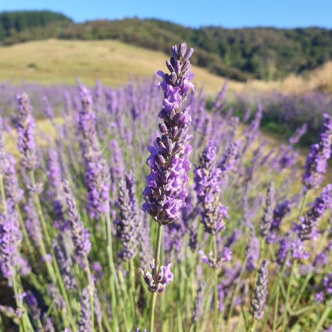 Spring, Day, Natural landscape, Summer