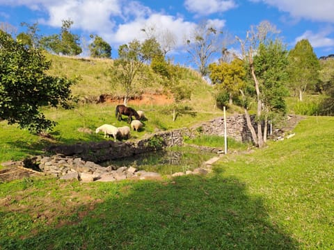 Natural landscape, Animals, Lake view