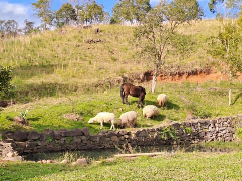 Natural landscape, Animals