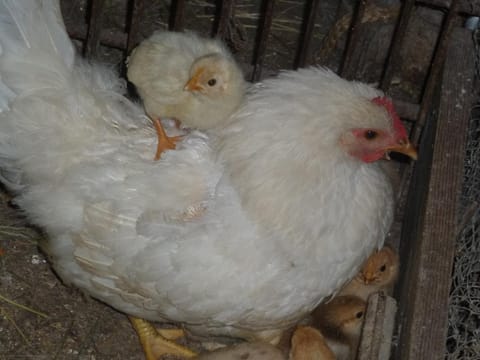 Animals, Entertainment