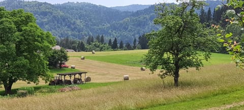 Day, Natural landscape, Garden, Mountain view