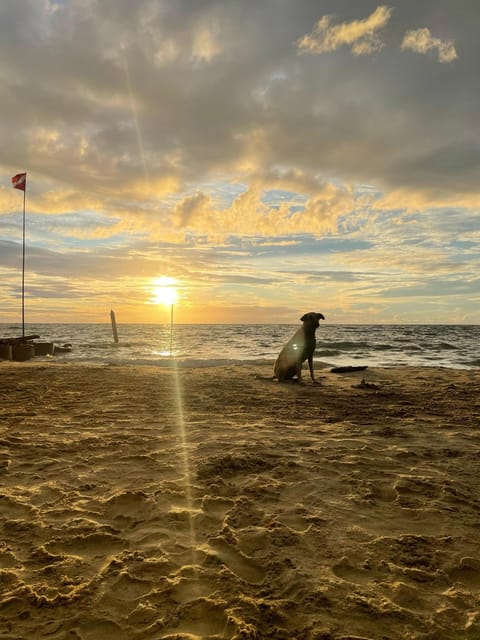 Day, Natural landscape, Beach, Pets, Sunset