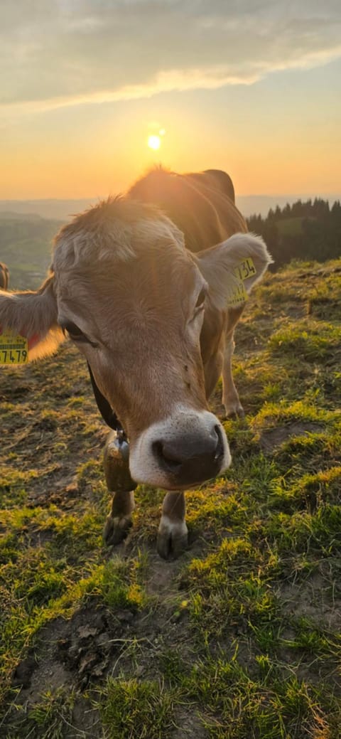 Erd´s Hoimatle Bed and Breakfast in Pfronten