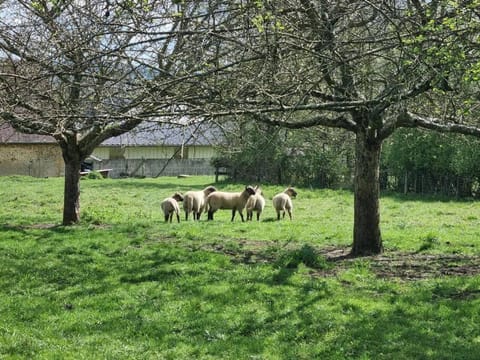 Spring, Animals