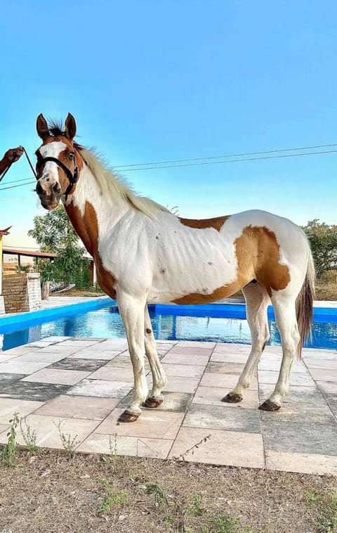 Horse-riding, Pool view