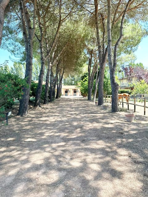 Spring, Day, Natural landscape, Garden, Garden view