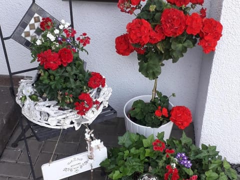 Balcony/Terrace, Garden view