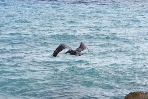 Animals, Sea view