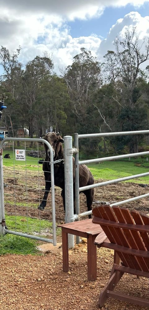 Tanjanerup Chalets “Winston” Appartamento in Nannup