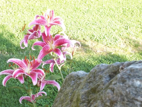 Day, Natural landscape, Garden, On site, Swimming pool, Swimming pool