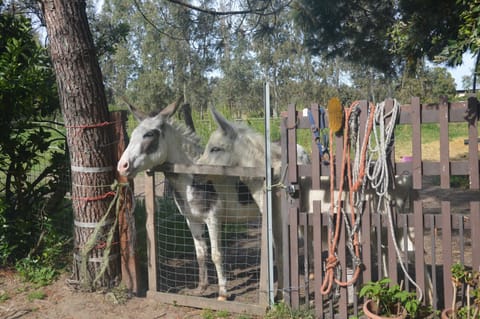 Staff, Garden, Pets, Garden view