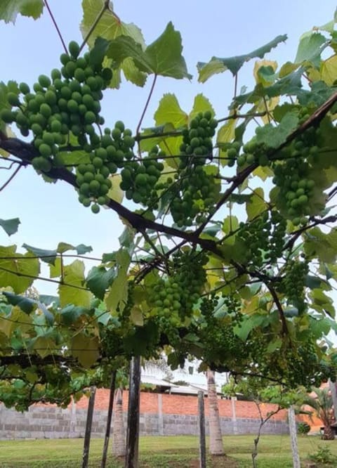 Spring, Garden view