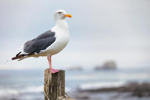 Nearby landmark, Sea view