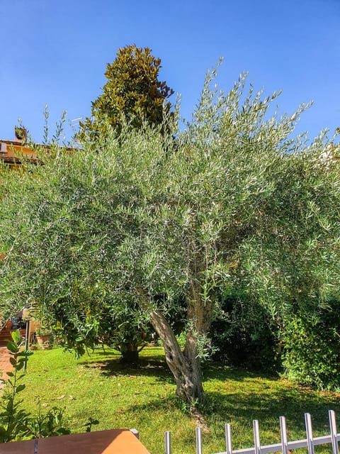 Day, Garden, Garden, Garden view