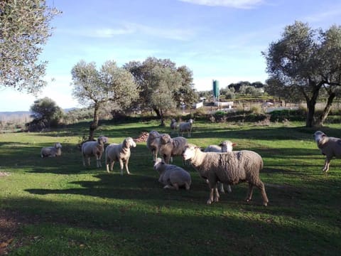 Lagar de Viña Vieja Country House in Sierra Norte de Sevilla