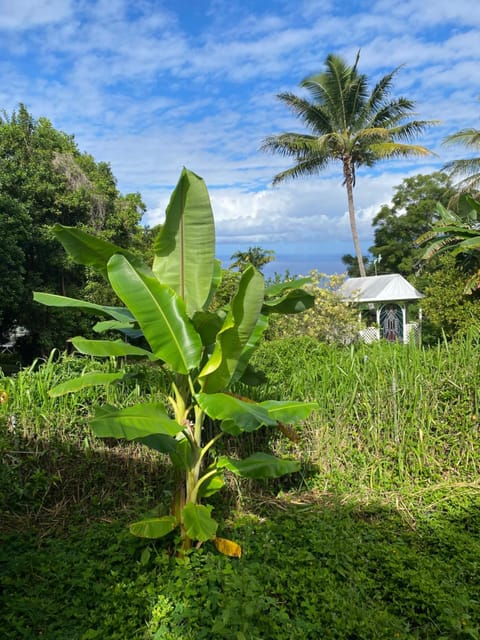 Cozy jungle boat hideaway with stunning ocean view House in Captain Cook