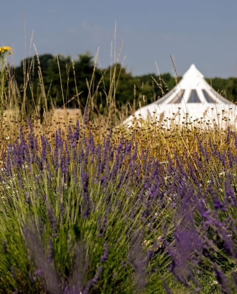 Finchingfield Lavender Luxury tent in Uttlesford