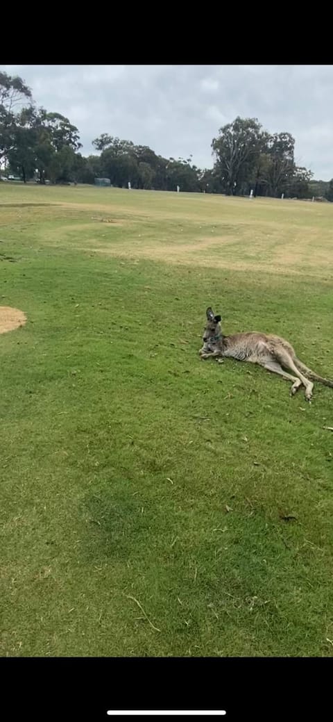 Golfcourse, Animals