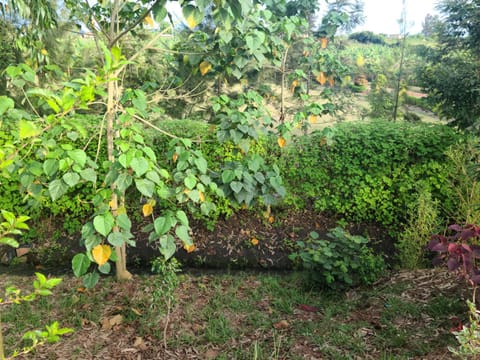 Orchard Home Homestay Chalet in Uganda
