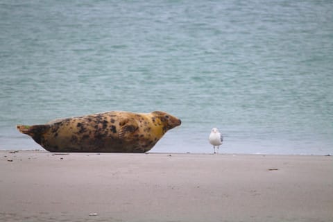 Natural landscape, Beach, Animals