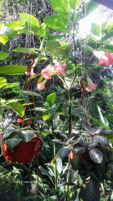 Garden, Garden view