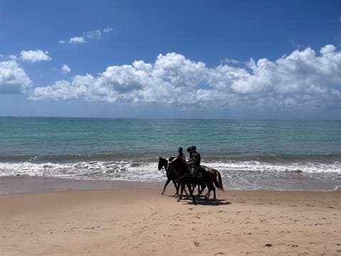 Day, Natural landscape, Horse-riding, Beach, Animals, Sea view