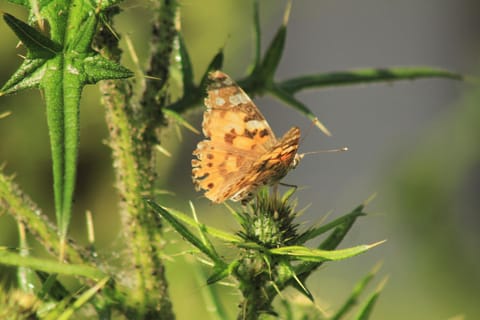 Summer, Garden, Animals