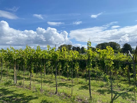 Cozy Rooms at Organic Vinery, Vesterhave Vingaard - see more at BY-BJERG COM Soggiorno in fattoria in Næstved