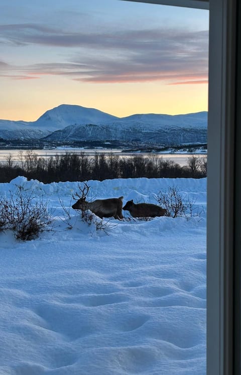 Kvaløya Arctic Retreat - Room in Beautiful Kvaløya, Tromsø Vacation rental in Tromso