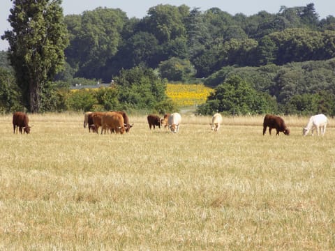 Les Gîtes de Genas House in Provence-Alpes-Côte d'Azur