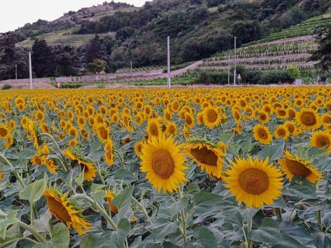 Le Cocon de Crussol, classé 3 étoiles Villa in Valence