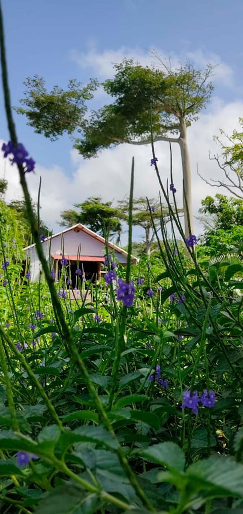 Garden, Garden, Garden view, Garden view