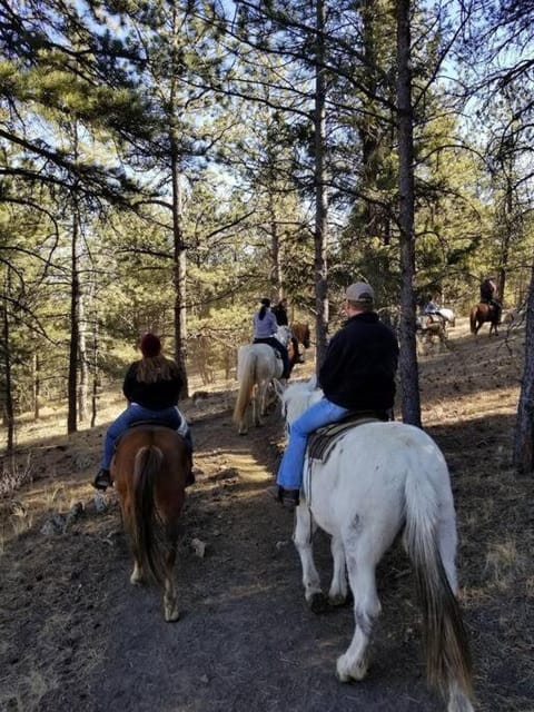 New! Charming cozy Cabin Colorado National Forest Chalet in Park County