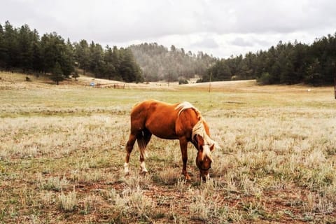 New! Charming cozy Cabin Colorado National Forest Chalet in Park County