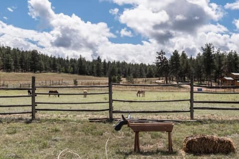 New! Charming cozy Cabin Colorado National Forest Chalet in Park County