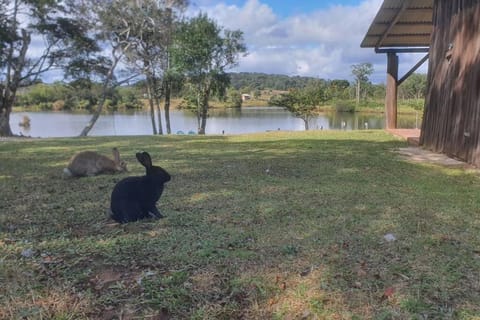 Natural landscape, Animals, Pets, Lake view