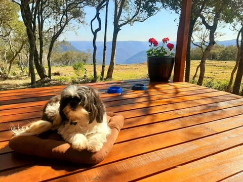 Day, Natural landscape, Pets, Sea view