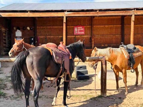 Horse-riding, Animals