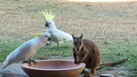 Animals, Breakfast