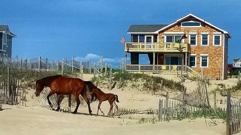 4x1662, Dolphin Watch- Oceanfront, 4-wheel drive area, Wild Horses, Ocean Views! House in Carova Beach