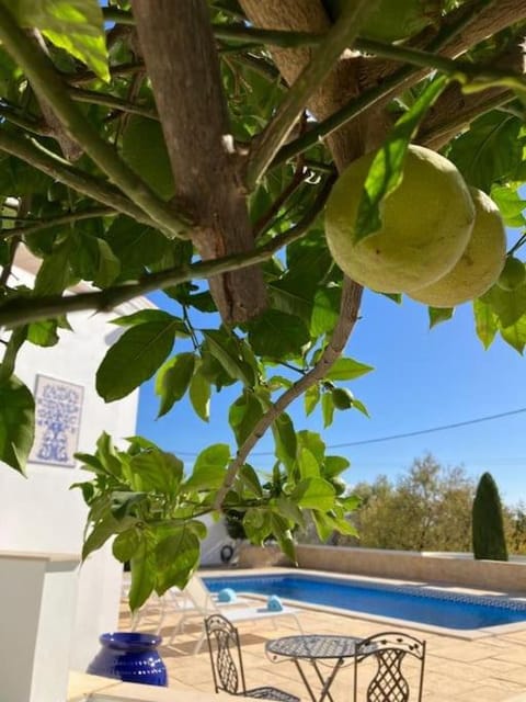 Patio, Garden, Swimming pool, sunbed