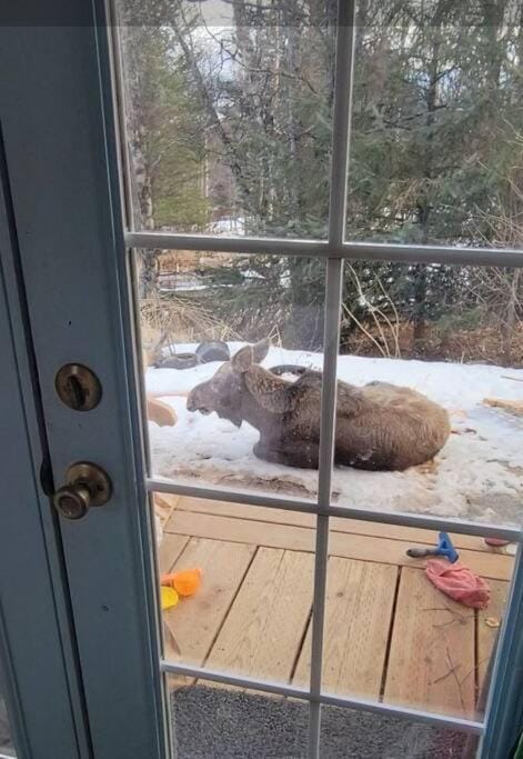 Facade/entrance, Winter, Animals