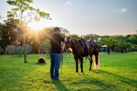 Natural landscape, Horse-riding, Animals, Sunrise, Sunset