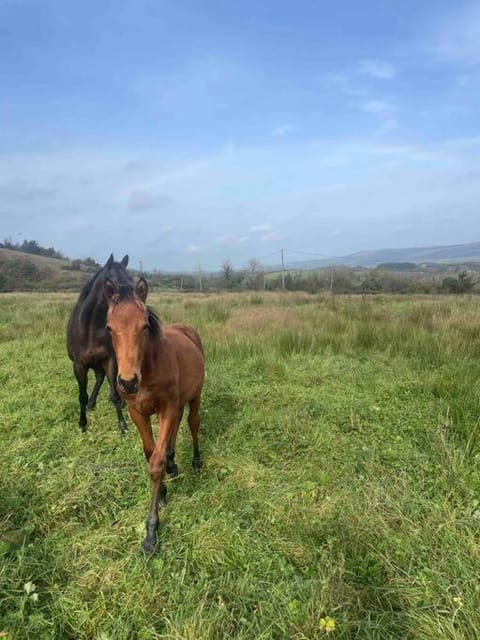 Horse-riding, Animals