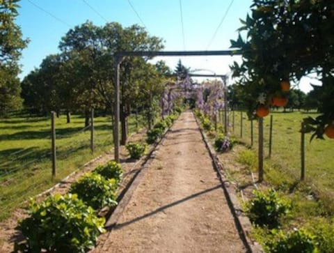 Quinta do Casalinho - Benfica do Ribatejo House in Santarém District, Portugal