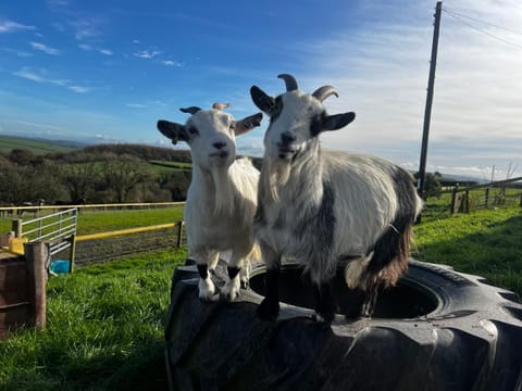 2 bedroom holiday home in the heart of west wales Apartment in Wales